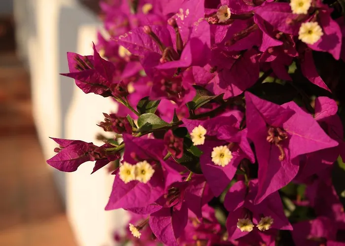 Apartmán Quinta Nova