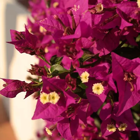 דירה Quinta Nova